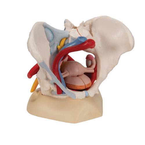 Weibliches Beckenmodell mit Bändern, Gefäßen, Nerven, Beckenboden & Organen, 6-teilig, 1000288 [H20/4], Gesundheitserziehung - Frau