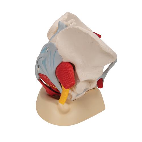 Pelvis femenina con ligamentos, vasos, nervios, piso pélvico y órganos, 6-partes, 1000288 [H20/4], Modelos de Pelvis y Genitales