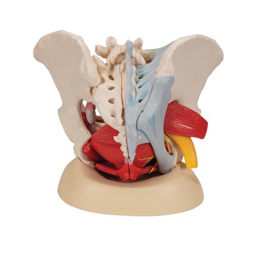 Weibliches Beckenmodell mit Bändern, Gefäßen, Nerven, Beckenboden & Organen, 6-teilig - 3B Smart Anatomy, 1000288 [H20/4], Genital- und Beckenmodelle