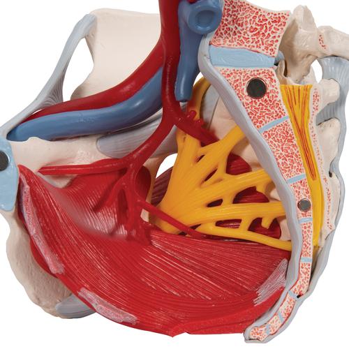 Bassin féminin avec ligaments, vaisseaux, nerfs, plancher pelvien et organes, en six pièces, 1000288 [H20/4], Modèles partie génitale et bassin