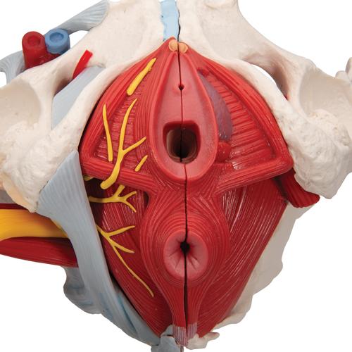 Bassin féminin avec ligaments, vaisseaux, nerfs, plancher pelvien et organes, en six pièces, 1000288 [H20/4], Education à la santé Femme