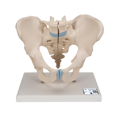 Männliches Beckenmodell, 3-teilig - 3B Smart Anatomy, 1013026 [H21/1], Genital- und Beckenmodelle