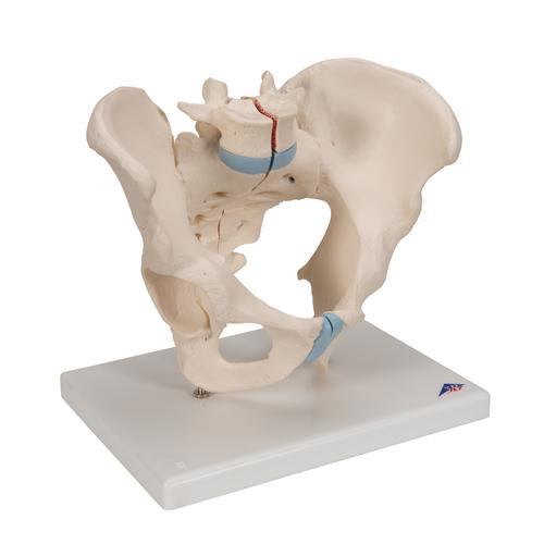 Männliches Beckenmodell, 3-teilig - 3B Smart Anatomy, 1013026 [H21/1], Genital- und Beckenmodelle