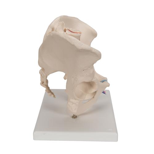 Männliches Beckenmodell, 3-teilig - 3B Smart Anatomy, 1013026 [H21/1], Genital- und Beckenmodelle