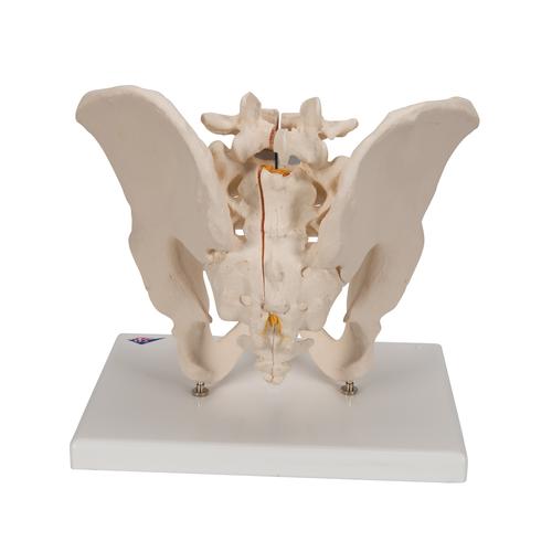 Männliches Beckenmodell, 3-teilig - 3B Smart Anatomy, 1013026 [H21/1], Genital- und Beckenmodelle