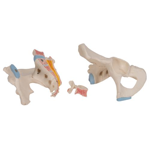 Männliches Beckenmodell, 3-teilig - 3B Smart Anatomy, 1013026 [H21/1], Genital- und Beckenmodelle