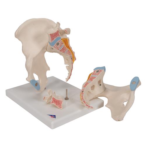 Männliches Beckenmodell, 3-teilig - 3B Smart Anatomy, 1013026 [H21/1], Genital- und Beckenmodelle