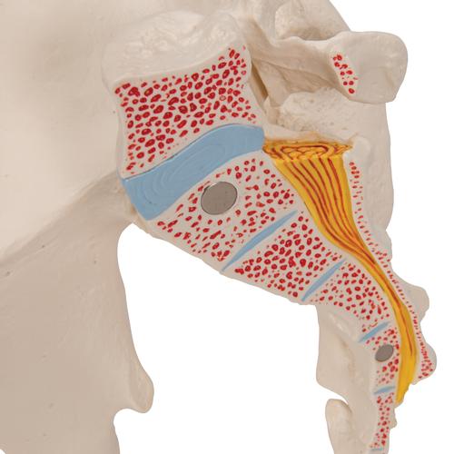 Male Pelvis Skeleton Model, 3 part, 1013026 [H21/1], Genital and Pelvis Models