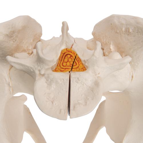 Männliches Beckenmodell, 3-teilig - 3B Smart Anatomy, 1013026 [H21/1], Genital- und Beckenmodelle