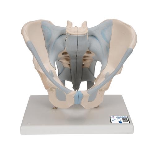 Männliches Beckenmodell mit Bändern, 2-teilig - 3B Smart Anatomy, 1013281 [H21/2], Genital- und Beckenmodelle