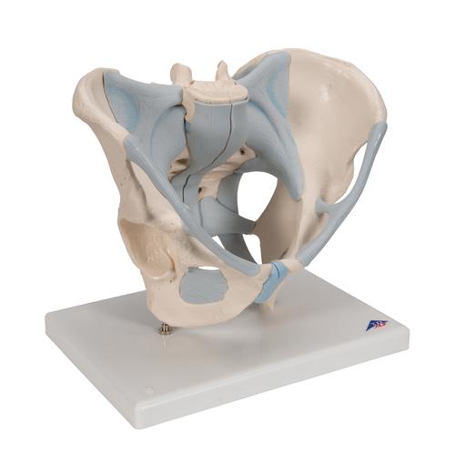 Männliches Beckenmodell mit Bändern, 2-teilig - 3B Smart Anatomy, 1013281 [H21/2], Genital- und Beckenmodelle