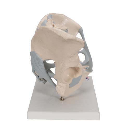 Human Male Pelvis Skeleton Model with Ligaments, 2 part, 1013281 [H21/2], Genital and Pelvis Models