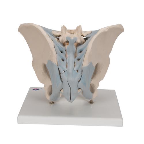 Männliches Beckenmodell mit Bändern, 2-teilig - 3B Smart Anatomy, 1013281 [H21/2], Genital- und Beckenmodelle