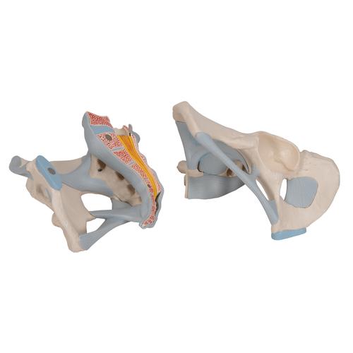 Männliches Beckenmodell mit Bändern, 2-teilig - 3B Smart Anatomy, 1013281 [H21/2], Genital- und Beckenmodelle