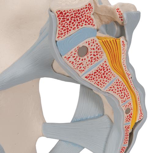 Human Male Pelvis Skeleton Model with Ligaments, 2 part, 1013281 [H21/2], Genital and Pelvis Models