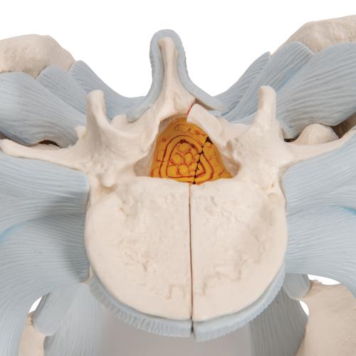 Männliches Beckenmodell mit Bändern, 2-teilig - 3B Smart Anatomy, 1013281 [H21/2], Genital- und Beckenmodelle