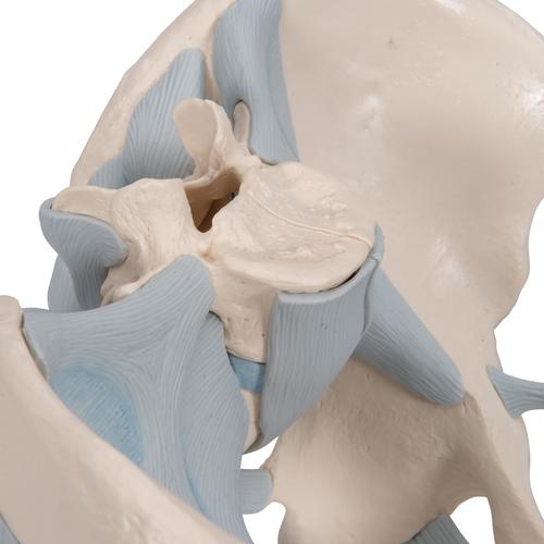 Pelvis masculina con ligamentos, 2 piezas, 1013281 [H21/2], Modelos de Pelvis y Genitales