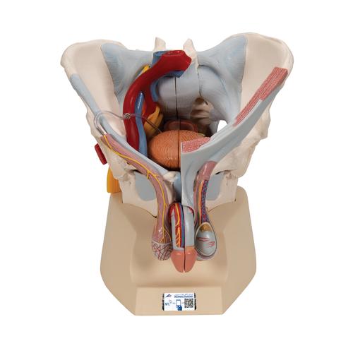 Männliches Beckenmodell mit Bändern, Gefäßen, Nerven, Beckenboden & Organen, 7-teilig - 3B Smart Anatomy, 1013282 [H21/3], Genital- und Beckenmodelle