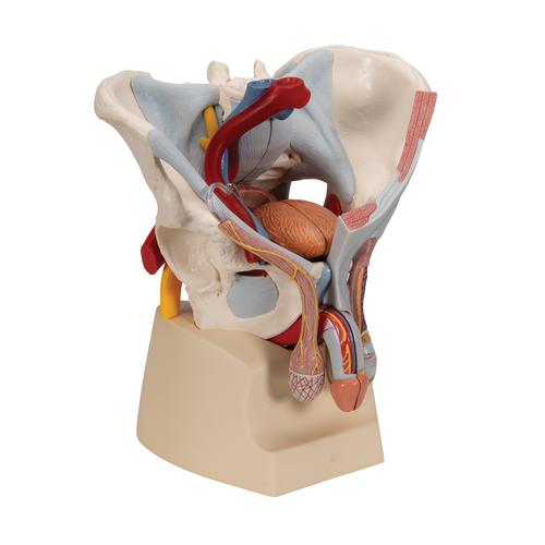 Männliches Beckenmodell mit Bändern, Gefäßen, Nerven, Beckenboden & Organen, 7-teilig - 3B Smart Anatomy, 1013282 [H21/3], Genital- und Beckenmodelle