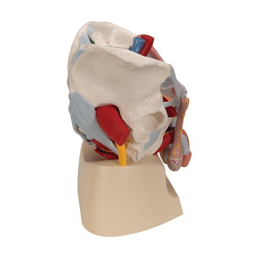 Pelvis masculina con ligamentos, vasos, nervios, suelo pélvico y órganos. 7 piezas., 1013282 [H21/3], Modelos de Pelvis y Genitales