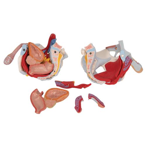 Männliches Beckenmodell mit Bändern, Gefäßen, Nerven, Beckenboden & Organen, 7-teilig - 3B Smart Anatomy, 1013282 [H21/3], Genital- und Beckenmodelle