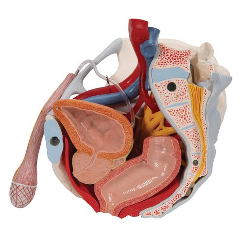 Male Pelvis Skeleton Model with Ligaments, Vessels, Nerves, Pelvic Floor Muscles & Organs, 7 part, 1013282 [H21/3], Genital and Pelvis Models