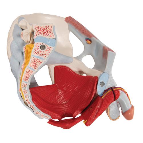 Männliches Beckenmodell mit Bändern, Gefäßen, Nerven, Beckenboden & Organen, 7-teilig - 3B Smart Anatomy, 1013282 [H21/3], Genital- und Beckenmodelle