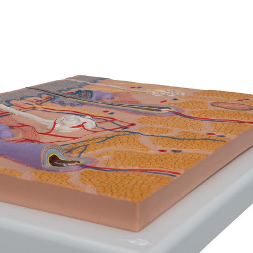 Human Skin Section Model, 70 times Full-Size, 1000289 [J10], Skin Models