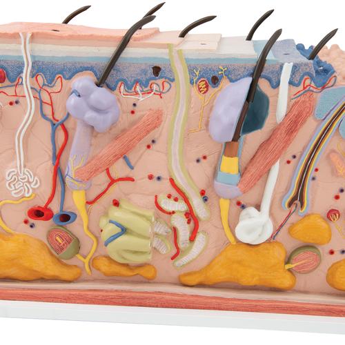 Human Skin Section Model, 70 times Full-Size, 1000291 [J13], Skin Models