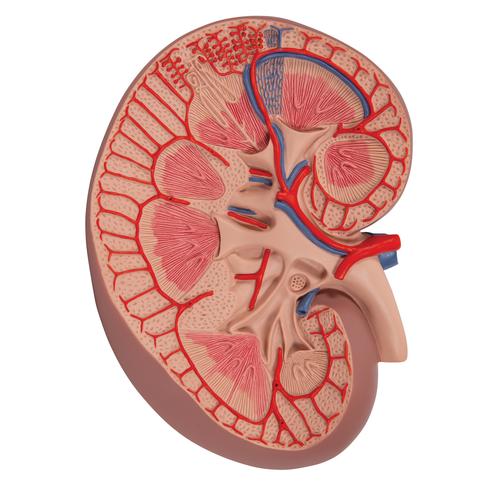 Basic Kidney Section Model, 3 times Full-Size, 1000295 [K09], Urology Models