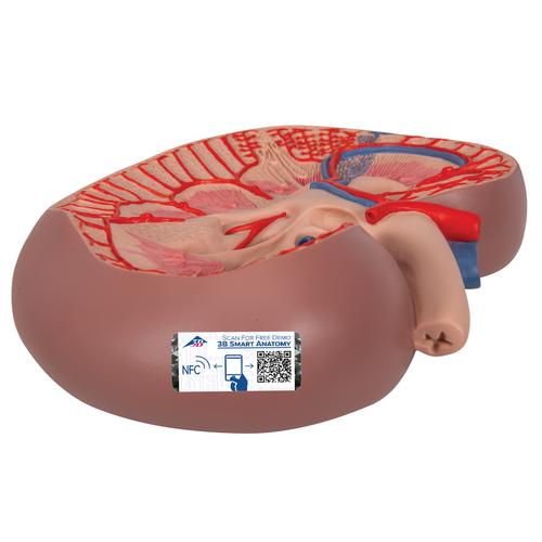 Basic Kidney Section Model, 3 times Full-Size, 1000295 [K09], Urology Models