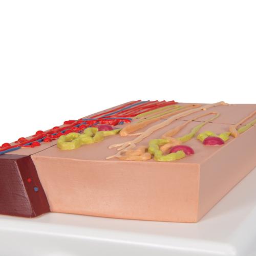 Nephrons and Blood Vessels Model, 120 times Full-Size, 1000297 [K10/1], Urology Models