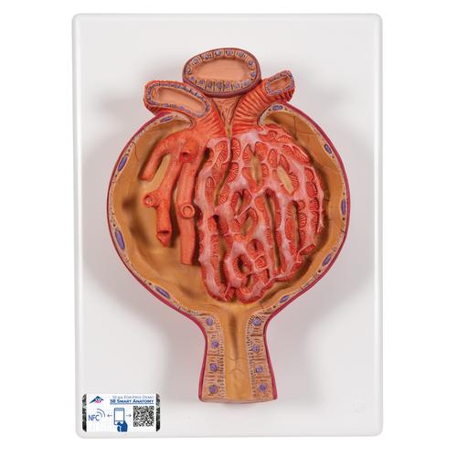 Model of Malpighian Corpuscle of Kidney, 700 times Full-Size, 1000298 [K10/2], Urology Models