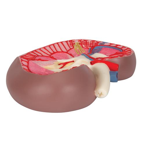 Kidney Section Model, 3 times Full-Size, 1000296 [K10], Urology Models