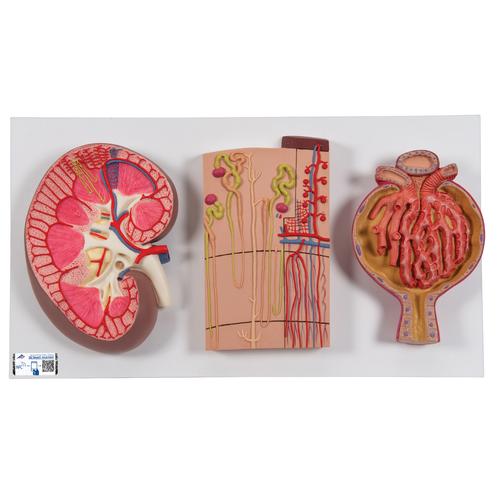 Human Kidney Section Model with Nephrons, Blood Vessels & Renal Corpuscle, 1000299 [K11], Urology Models