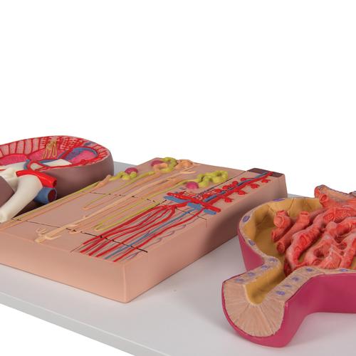 Modell Serie mit Nierenschnitt, Nephron, Blutgefäßen & Nierenkörperchen, 1000299 [K11], Harnapparatmodelle