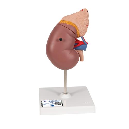 Kidney Model with Adrenal Gland, 2 part, 1014211 [K12], Urology Models