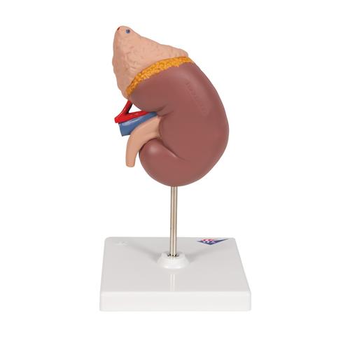 El riñón con glándula adrenal, en 2 piezas, 1014211 [K12], Modelos del Sistema Urinario