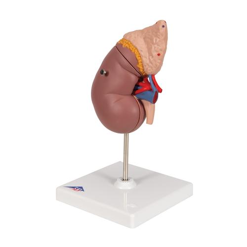 El riñón con glándula adrenal, en 2 piezas, 1014211 [K12], Modelos del Sistema Urinario