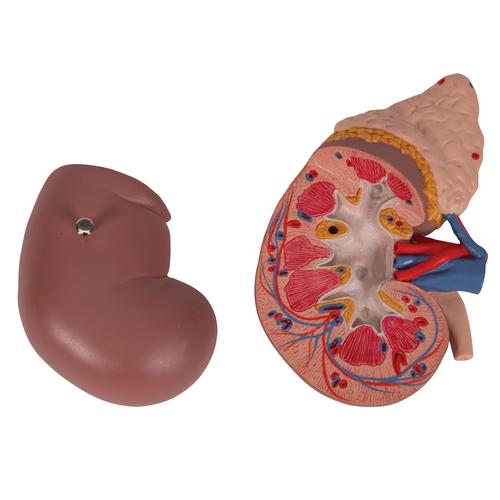 El riñón con glándula adrenal, en 2 piezas, 1014211 [K12], Modelos del Sistema Urinario