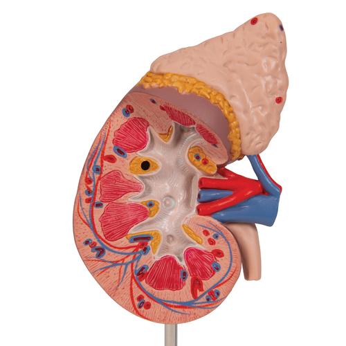 Böbreküstü Beziyle Böbrek, 2 Parçalı, 1014211 [K12], Üriner Sistem Modelleri