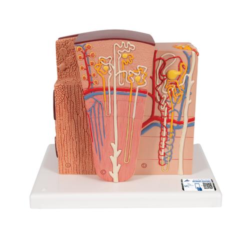 3B MICROanatomy Kidney Model, 1000301 [K13], Microanatomy Models 