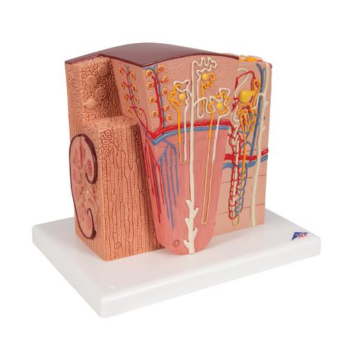 3B MICROanatomy Kidney Model, 1000301 [K13], Microanatomy Models 