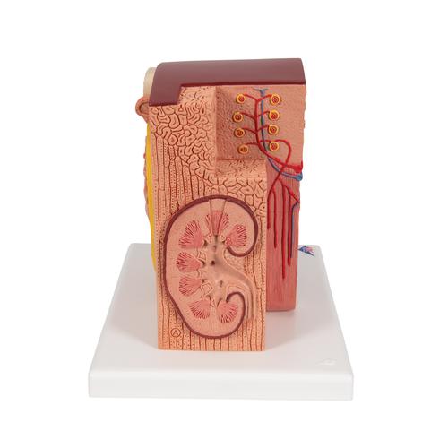 3B MICROanatomy Kidney Model, 1000301 [K13], Urology Models