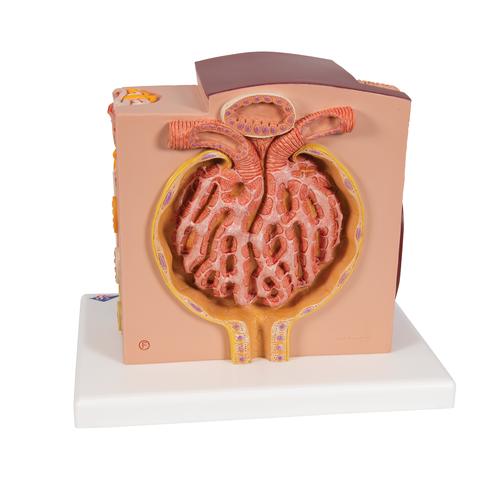 3B MICROanatomy Kidney Model, 1000301 [K13], Urology Models