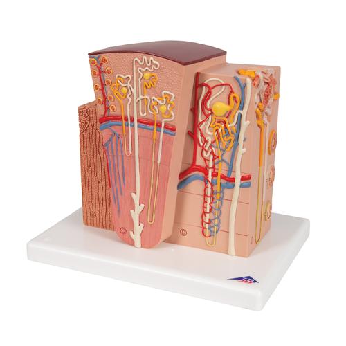 3B MICROanatomy Kidney Model, 1000301 [K13], Urology Models