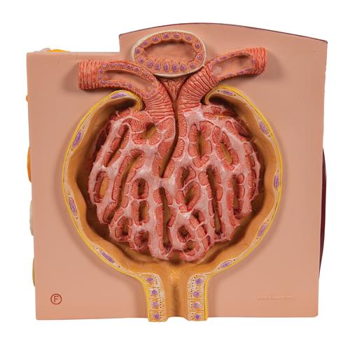 3B MICROanatomy Böbrek, 1000301 [K13], Üriner Sistem Modelleri