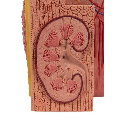 3B MICROanatomy Kidney Model, 1000301 [K13], Urology Models