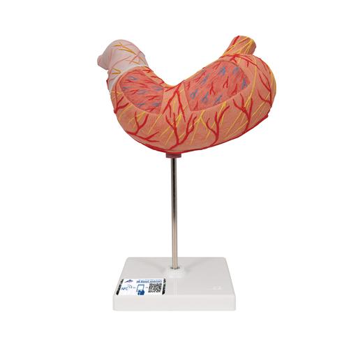 Human Stomach Model, 2 part, 1000302 [K15], Digestive System Models