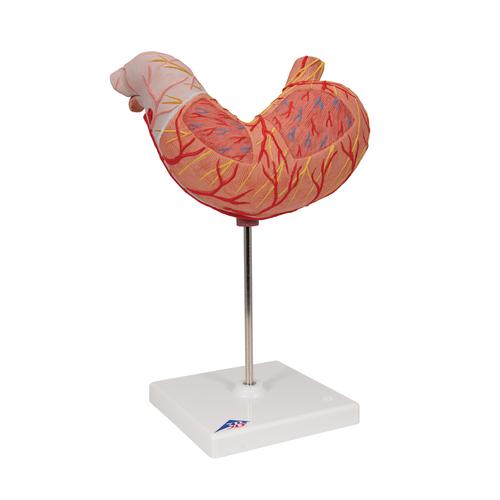 Human Stomach Model, 2 part, 1000302 [K15], Digestive System Models